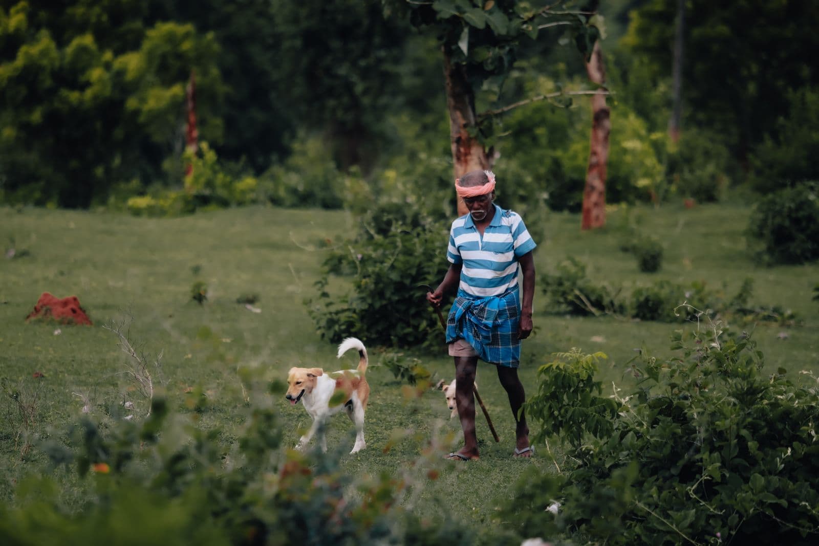 I can walk your dog every morning and evening — photo 2