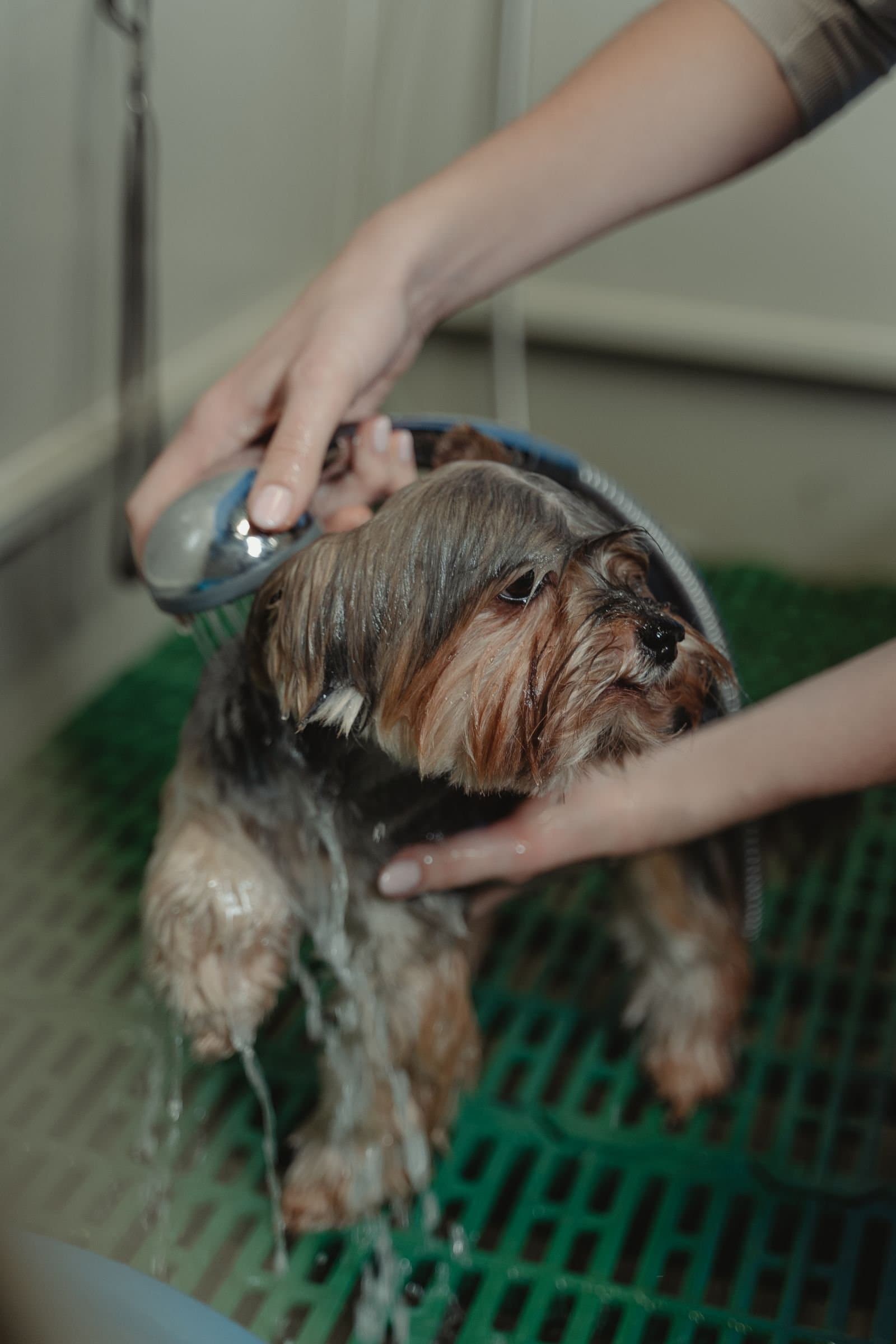 I can bathe and groom your dog at home — photo 2