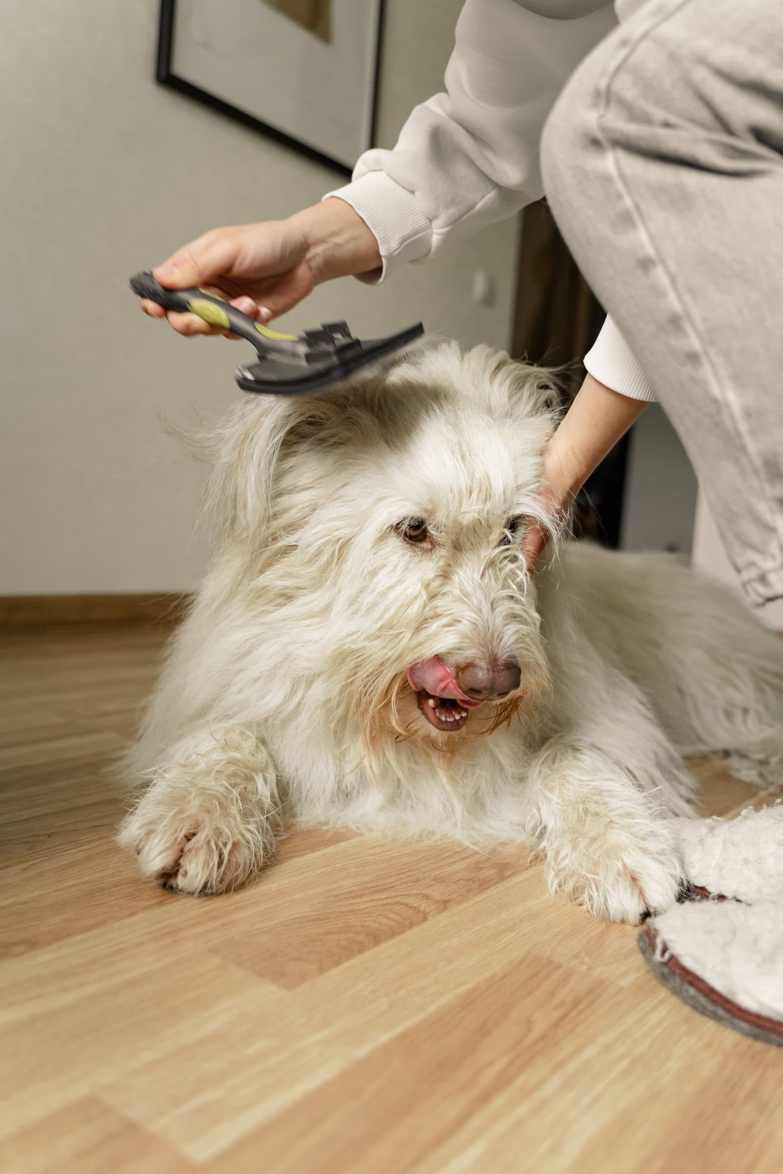 I can bathe and groom your dog at home — photo 3
