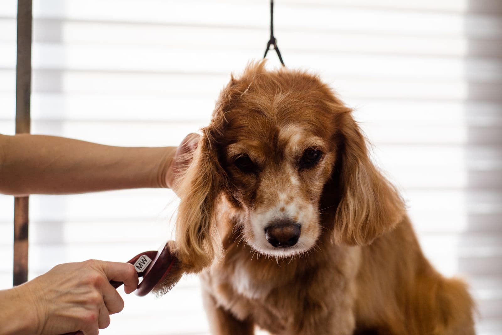I can bathe and groom your dog at home — photo 2